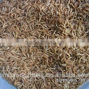Pet Food Good Quality High Protein 2.8 cm Freeze Dried Mealworm thumbnail-1