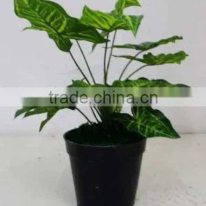 Indoor Mini-artificial Plants Hotsale Bonsai Plants Ornamental Green Plants thumbnail-1