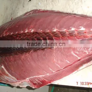 Thunnus Albacares thumbnail-4