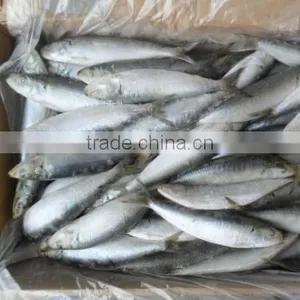 Frozen Sardines Whole Round With Cheap Price 100-150pcs /10kgs thumbnail-1