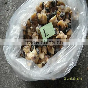 Frozen Seafood and Conch Meat for Sale thumbnail-1