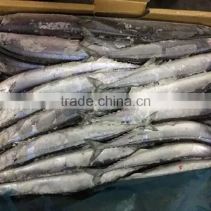 2016 High Quality Frozen Pacific Saury thumbnail-1