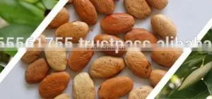 Pongamia Oil thumbnail-4