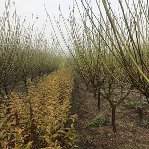 Red Plum With a Ground Diameter of 5 Cm, Cheap Price and High Survival Rate thumbnail-5
