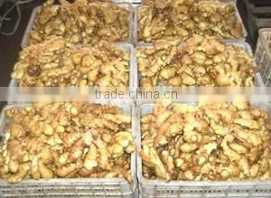 Fresh Yellow Color Ginger thumbnail-1