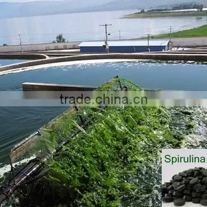 Hot Spirulina Dietary Supplement thumbnail-1