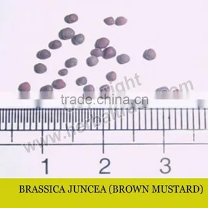 BRASSICA JUNCEA thumbnail-1