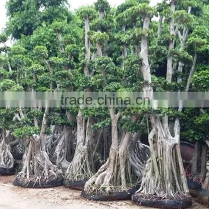 Woody Plants Big Banyan Tree for Garden Decoration thumbnail-6