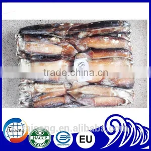 Frozen Illex Squid as Live Bait for Tuna Fishing thumbnail-2