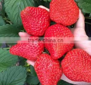 BIG SIZE FRESH STRAWBERRY thumbnail-2