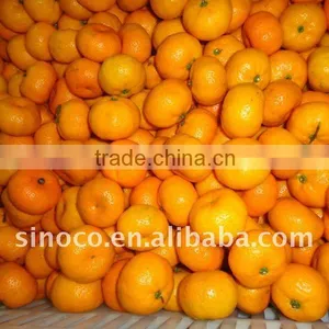 Baby Mandarin Orange in 8 kg Box thumbnail-1