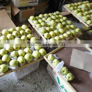 Gong Pear thumbnail-1