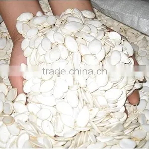 Snow White Pumpkin Seeds 9-14CM, 11-13MM thumbnail-2