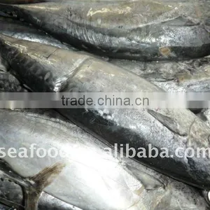 Frozen Bonito Tuna Whole Round thumbnail-1