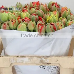 TULIP GUDOSHNIK DOUBLE thumbnail-1