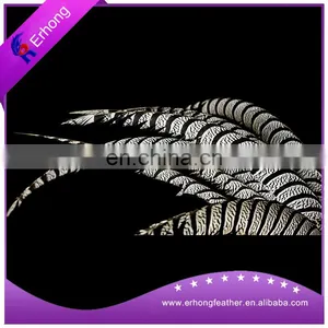 Dyed Ringneck Pheasant Tail Feathers for Sale thumbnail-1