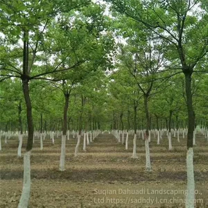 6 - Centimeter Chinese Tallow Trees, Cheap Price, Guaranteed Survival Rate thumbnail-5