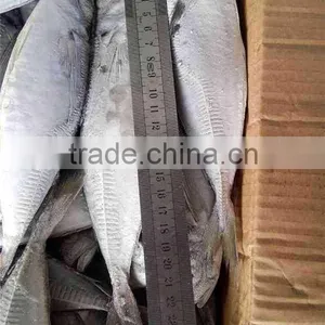 Frozen Horse Mackerel Whole Round 100-150g thumbnail-1