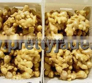 150g and up Fresh Ginger Supplier thumbnail-1