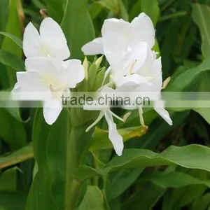 Pure Plant Extract Ginger Oil thumbnail-1