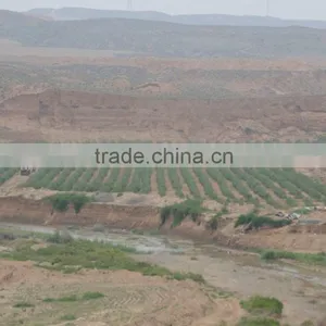 Goji Red ,tibet Goji thumbnail-1