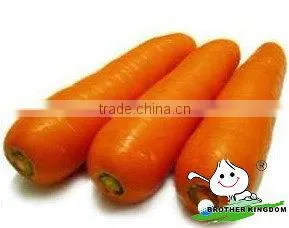 Fresh Carrot in Fresh Carrots,Organic Carrots thumbnail-1