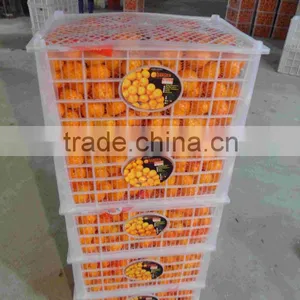 Sell Good Farmer Big Mandarin Orange Brother Kingdom thumbnail-3