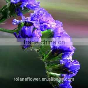 Fresh Cut Myosotis Sylvatica Flower to Delivery Everywhere thumbnail-3