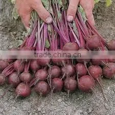 Canned Beetroot Slices 3kg thumbnail-5