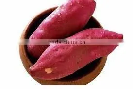 FRESH SWEET POTATO CHEAP PRICE thumbnail-1