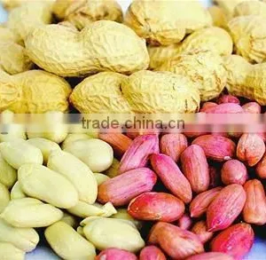 (nuts&kernels) Peanut Kernel Direct Supplier in China(35/40) thumbnail-1
