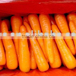 Fresh Carrot thumbnail-1