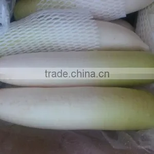 Fresh Radish/ White Radish/green Radish thumbnail-2