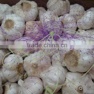 Fresh Garlic thumbnail-1
