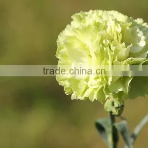 Fresh Cut Flower Carnation Dianthus Caryophyllus thumbnail-6