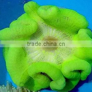 Coloured Anemone thumbnail-1