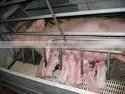 Farrowing Crate thumbnail-1