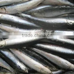Hot Sales Landing Frozen Anchovy thumbnail-5