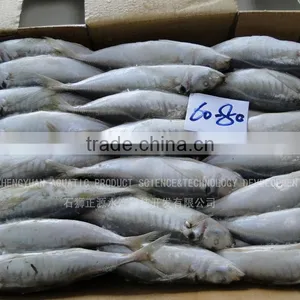 Frozen Fish Frozen Horse Mackerel 60--80 thumbnail-1