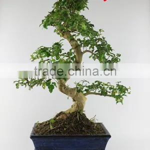 Ligustrum 25cm Art thumbnail-1