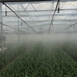 8m Span Multispan Plastic Film Greenhouse for Vegetable/Flower Growing thumbnail-4