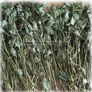 Herbal Medicine Houttuynia thumbnail-2