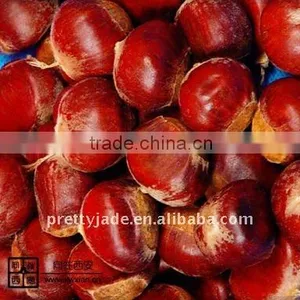 Chinese Chestnut thumbnail-1