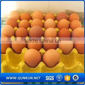 Hot Selling High Quality Paper Pulp Tray thumbnail-4