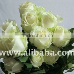 Rosa thumbnail-1