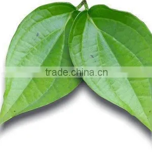 Pure Betel Leaf Oil | Betel Leaf Essential Oil For Export Only thumbnail-1