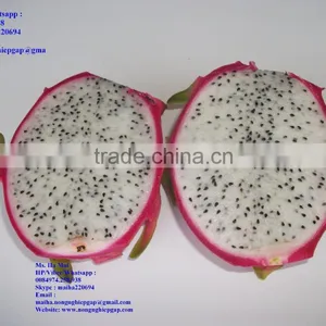 100% Natural Fresh Dragon Fruit From Vietnam-Ms Ha 84974258938 thumbnail-1