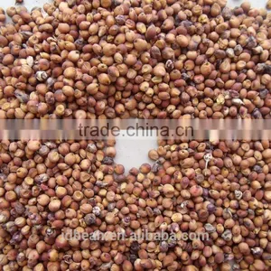 New Crop Red Sorghum Market Price thumbnail-1