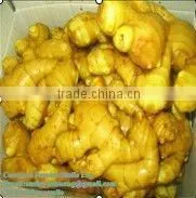 2012 Mature Fresh Ginger thumbnail-1