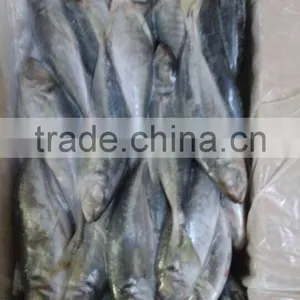 Frozen Horse Mackerel Hot Sale Fresh Fish Made in China thumbnail-4